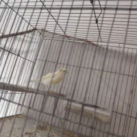 ماده
