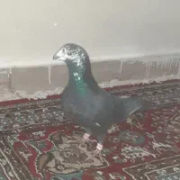 باعرض ادب این کبوتر باخت رفته