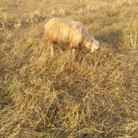 کوه و تیشتر نر ومیش زایده|حیوانات مزرعه|شوشتر, |دیوار