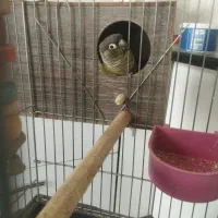 نرو ماده مولد گرینجیک