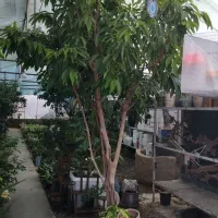 گل اپارتمانی|گل و گیاه طبیعی|مشهد, مهدی آباد|دیوار