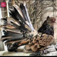 یک جفت کفتر باخت رفته