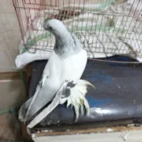 ترکیه بازی دار کبوتر|پرنده|ملکان, |دیوار