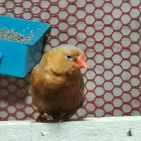 فنچ فول اورنج هالف اورنج شارکول، کرواتی، زبرا ابلغ|پرنده|تهران, امام زاده حسن|دیوار