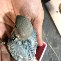 جوجه طوطی کوتوله سرلاکی نژاد اوپال