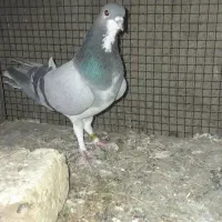 کبوتر دمگیر