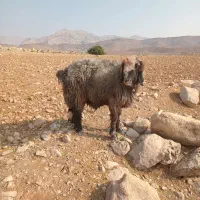 قوچ فروشی تخمی نژاددار|حیوانات مزرعه|اندیکا, |دیوار