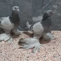 کبوتر کاغذی آبی