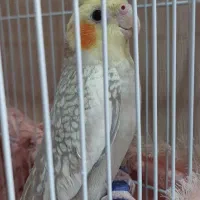 عروس هلندی|پرنده|تهران, شارق|دیوار