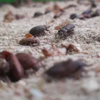 پک اقتصادی شروع پرورش میلورم