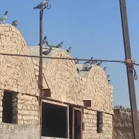 فروش کبوتر مسافتی|پرنده|ساوه, |دیوار