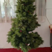 درختچه ی کاج سالم و زیبا