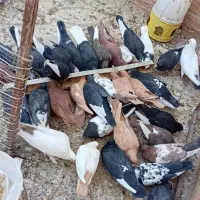 فروشی