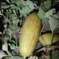 خربزه مشهد