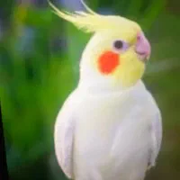 عروس هلندی همه مدل فقط 500تا650