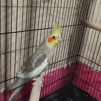 عروس هلندی نر سخنگو آهویی