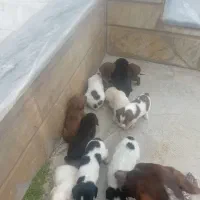 دنبلانی تول