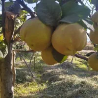 به تازه خرید از کشاورز کیلو 50|خوردنی و آشامیدنی|خانمیرزا, |دیوار