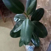 برای مشاهده عکسها رو ببینید|گل و گیاه طبیعی|شیراز, لشکری‎|دیوار
