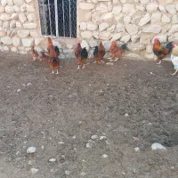 کله شیر ( خروس)