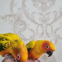 طوطی خورشیدی