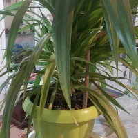 گل آپارتمانی