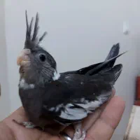 جوجه عروس هلندی دوکت و ابلغ آلبینو|پرنده|کرج, شهرک بنفشه|دیوار