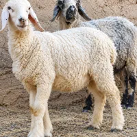 دوتا گوسفند ابست جملزا