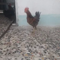 خروس