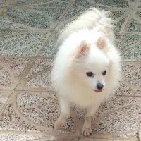 پامرین روباهی سفید