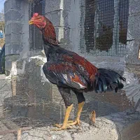 خروس لاری هفت ماهه افغان