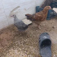مرغ و خروس نیمچه