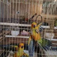 طوطی سانکانور یا خورشیدی