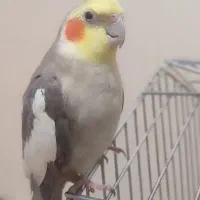 فروش یک جفت عروس هلندی مولد و ۲تا جوجه نر ۸ ماهه|پرنده|فردیس, شهرک هفده شهریور|دیوار