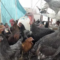 بچه خروس ، مرغ تخم گذار ، بوقلمون