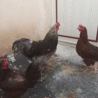 مرغ وخروس
