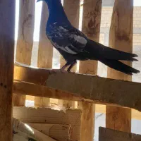 جوجه سینه سیاه