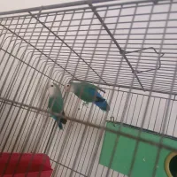 فروش دوتا طوطی برزیلی|پرنده|دورود, |دیوار