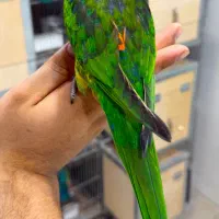 جوجه پاید لوری و ملنگو