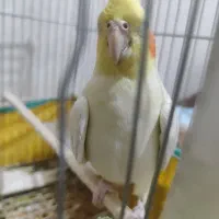 عروس هلندی|پرنده|سیرجان, |دیوار