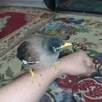 مرغ مینا دستی