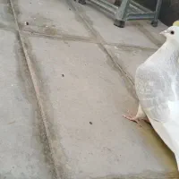 کفتر|پرنده|سبزوار, ابوریحان|دیوار