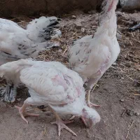 جوجه لاری اصیل دانگ بالا و مرغ برهما لایت|حیوانات مزرعه|آق قلا, |دیوار