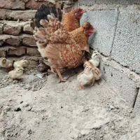 فروش مرغ و جوجه