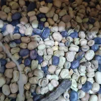 باقالی امسالی مناسب کشت