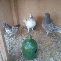 ۳ عدد کبوتر پرشی غریب|پرنده|سقز, |دیوار