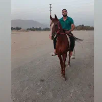 اسب نژاد دره شوری