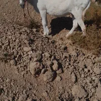 خر الاغ ماده جوان