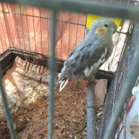 واگذاری رایگان عروس هلندی