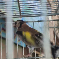 جوجه سهره کشیده بلند